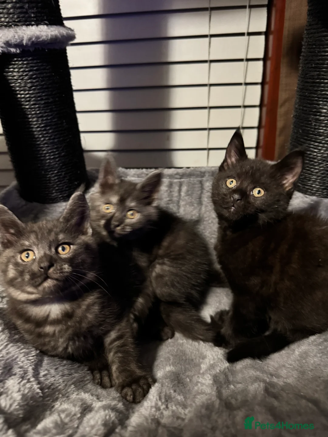 Mixed Breed cats for sale: British short hair cross Maine coon  - Advert 1