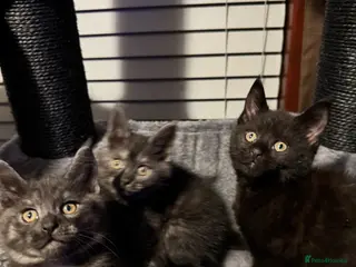 Mixed Breed cats British short hair cross Maine coon - Advert 7