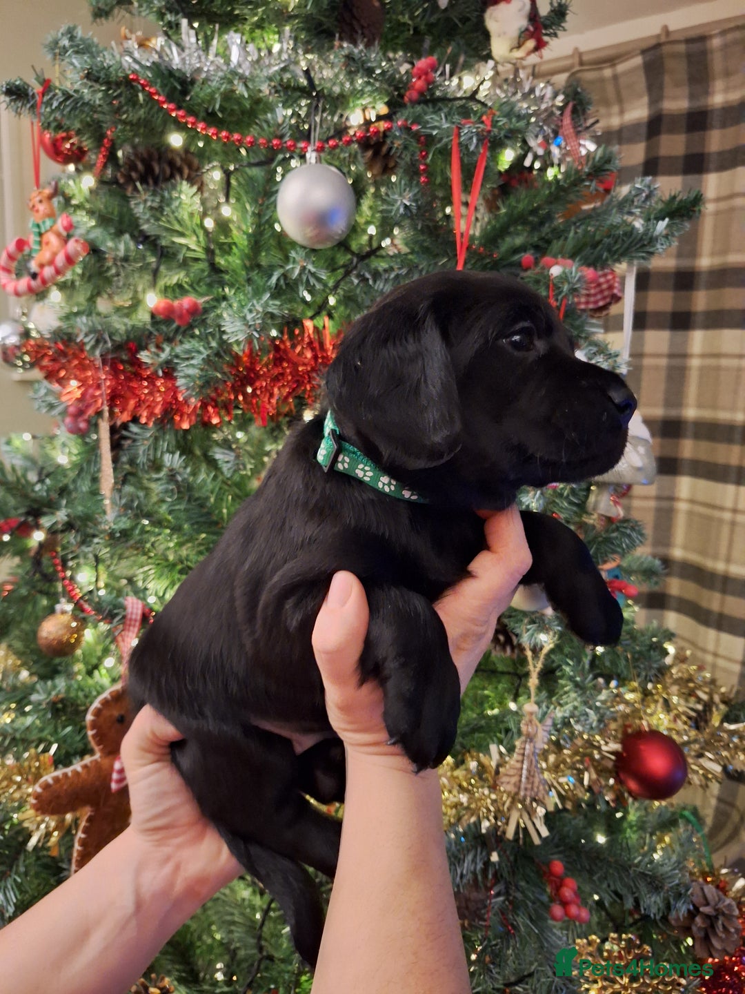 Cockerdor dogs for sale: stunning cockerdors (1left)🐶 5⭐️ licensed breeder - Advert 5