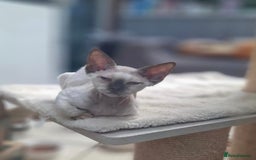 Devon Rex cats for sale: Pretty Girl Devon Rex  - Image 2