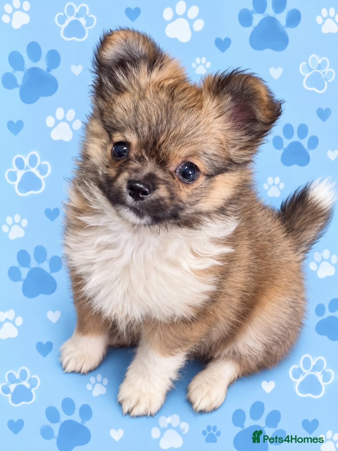 Chihuahua dogs Long haired chihuahua puppies  - Advert 20