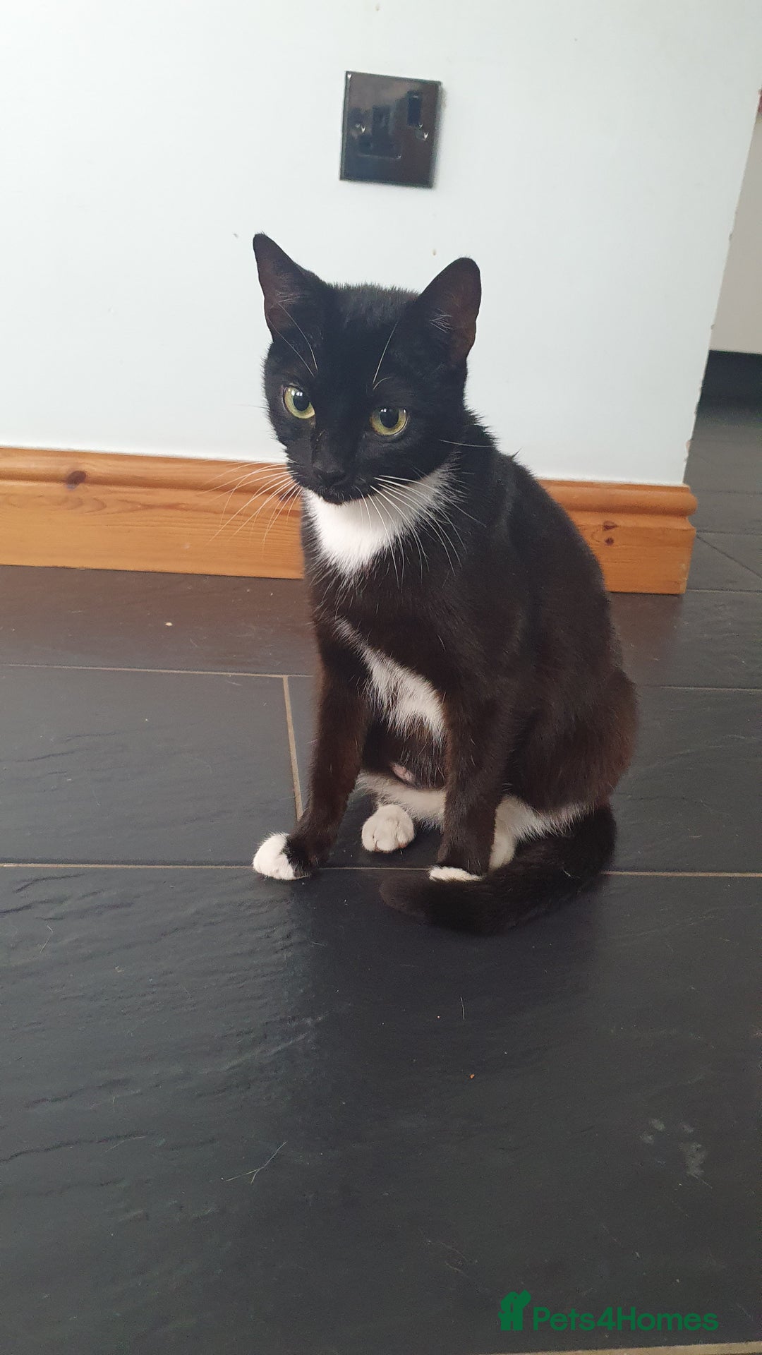 Mixed Breed cats for sale: Kitten looking for a home - Image 3