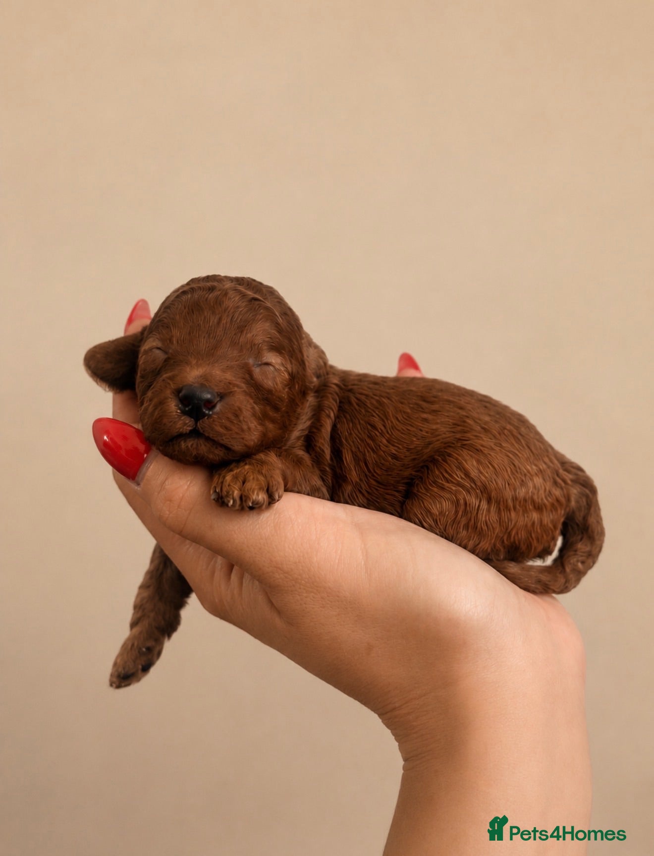 Toy Poodle dogs 🐩🤎Exceptional Deep Red Toy Poodle Puppies 🤎🐩  - Advert 8