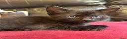 Mixed Breed cats for sale: Kittens for sale - Advert 5