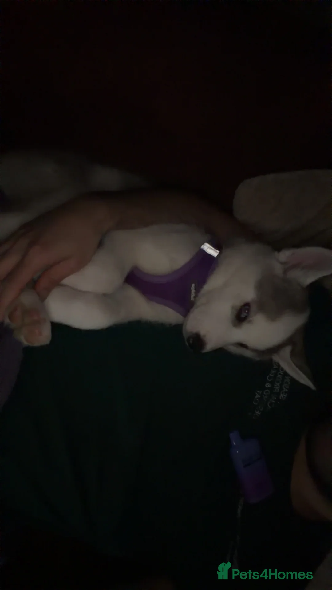 Siberian cats for sale: Blue eyes husky  - Advert 3