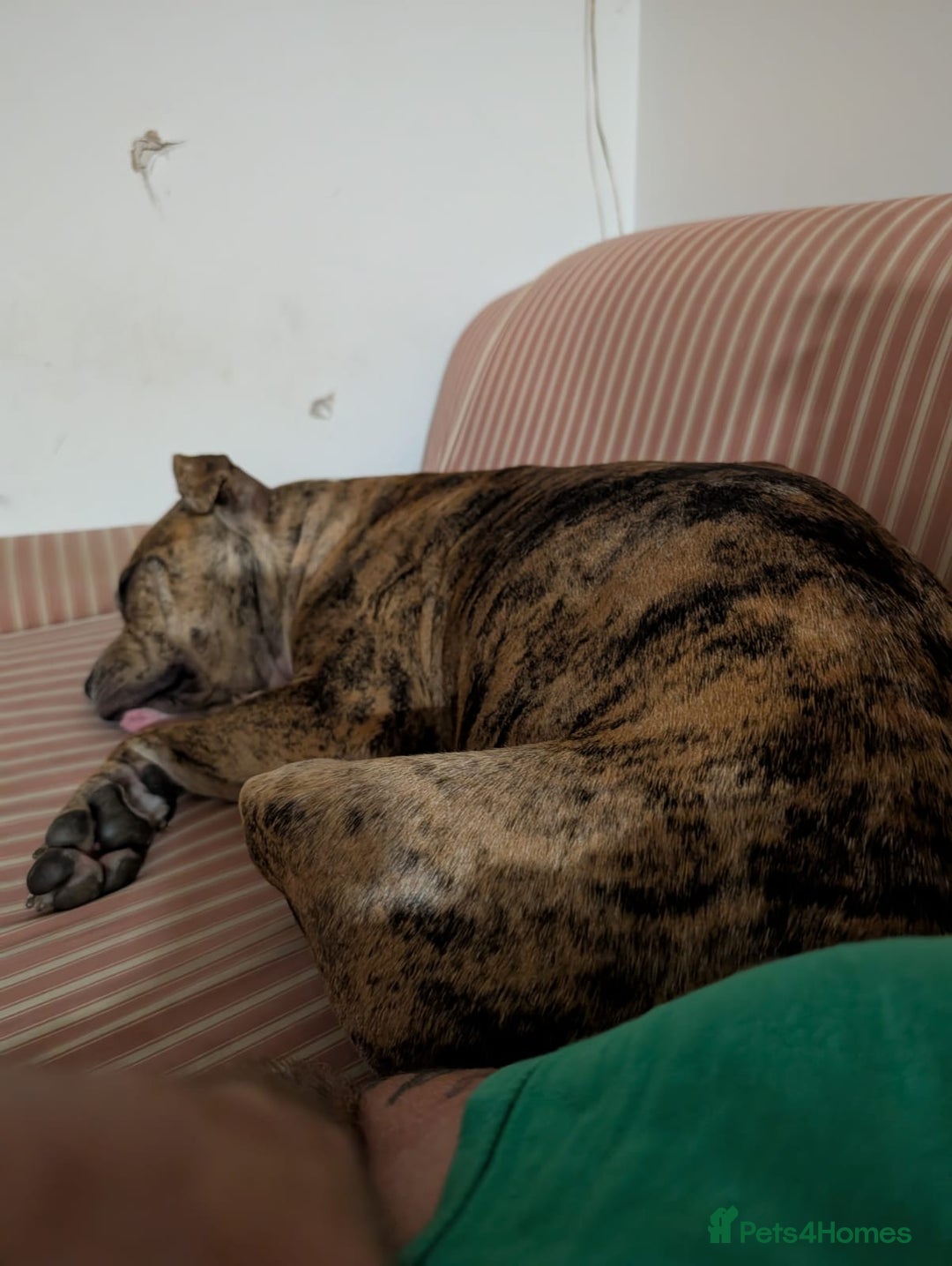 Mixed Breed dogs for sale: Mabel  - Image 3