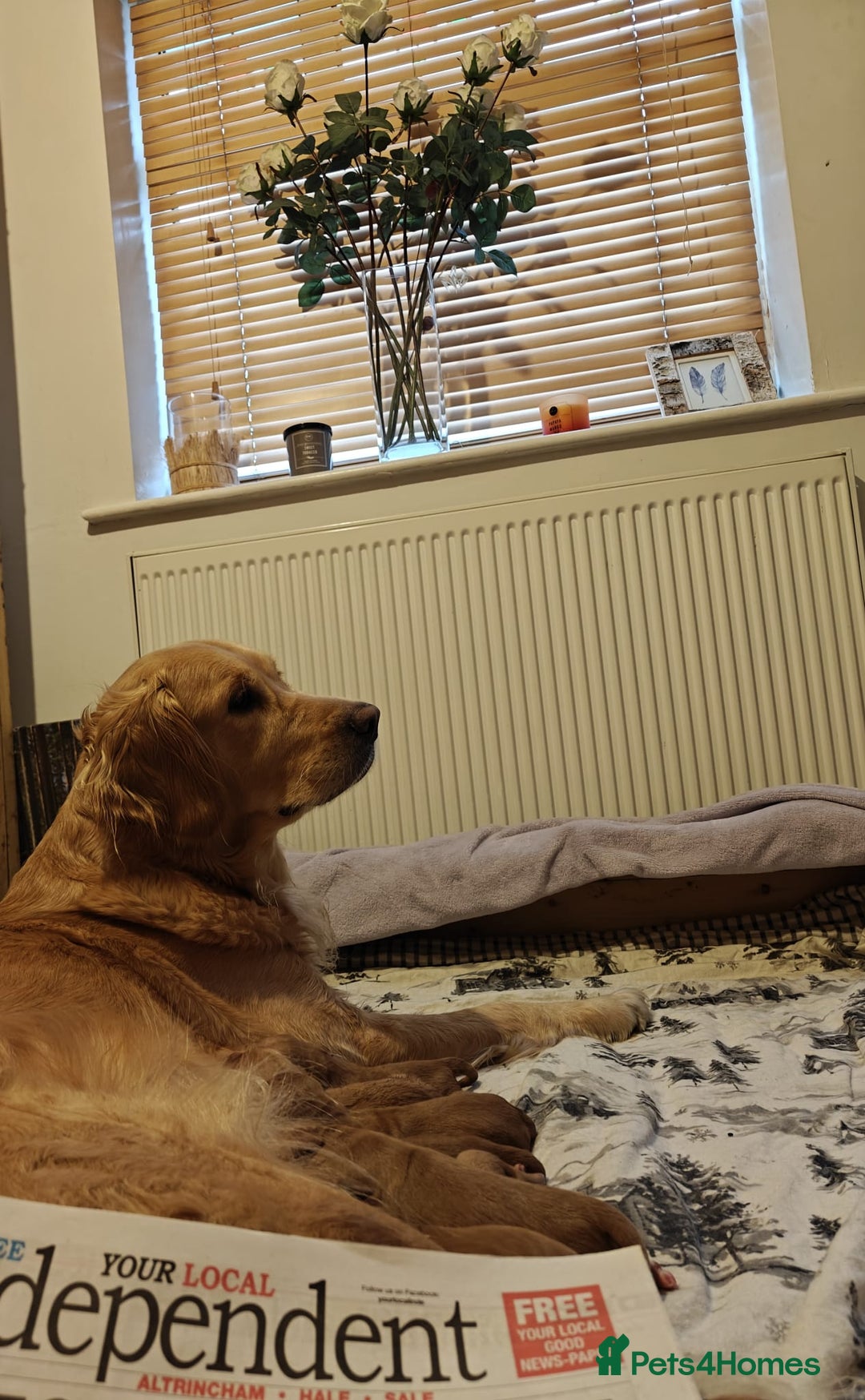 Mini Goldendoodle dogs for sale: Stunning home-bred F1 Goldendoodles,KC REG parents - Advert 9