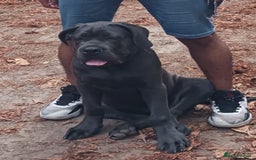 Cane Corso dogs for sale: Cane corso Rex 5 months old  - Image 8