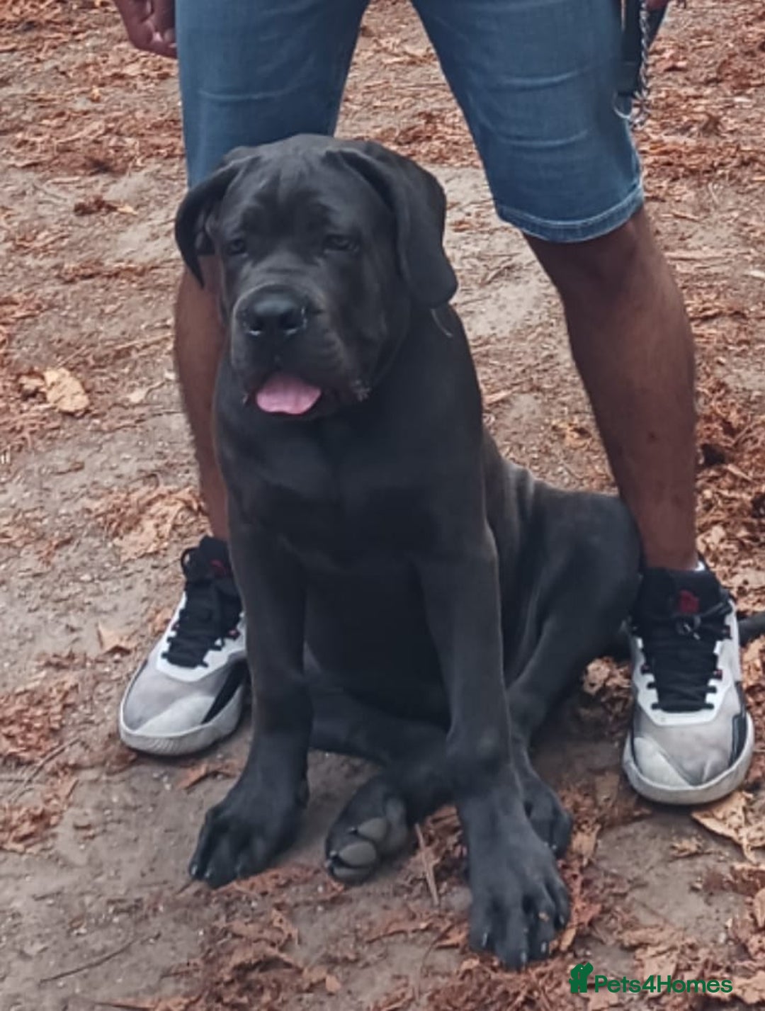 Cane Corso dogs for sale: Cane corso Rex 5 months old  - Image 8