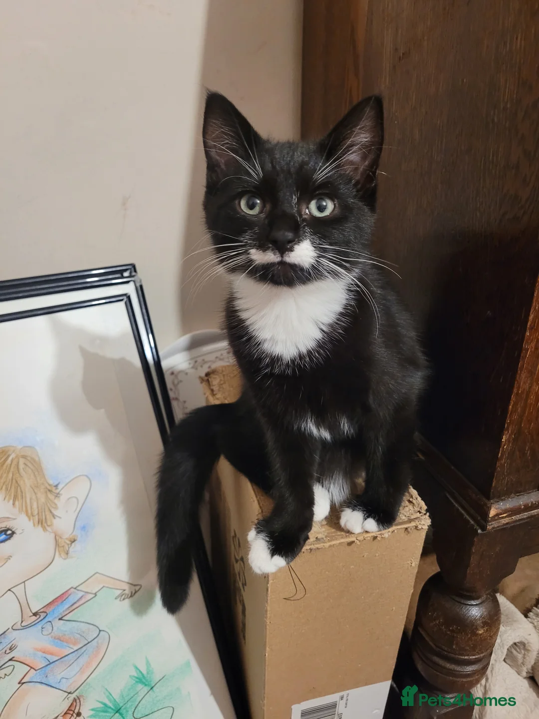 Mixed Breed cats for sale: Loving mixed breed kittens - Advert 12