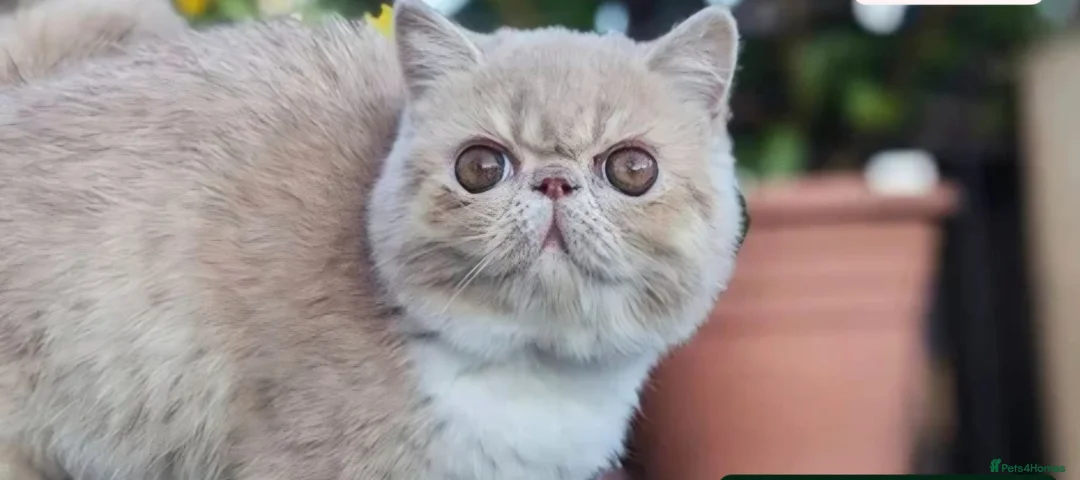 Exotic cats for sale: 🩷 STUNNING ACTIVE BREEDING GIRL 🩷 - Advert 1