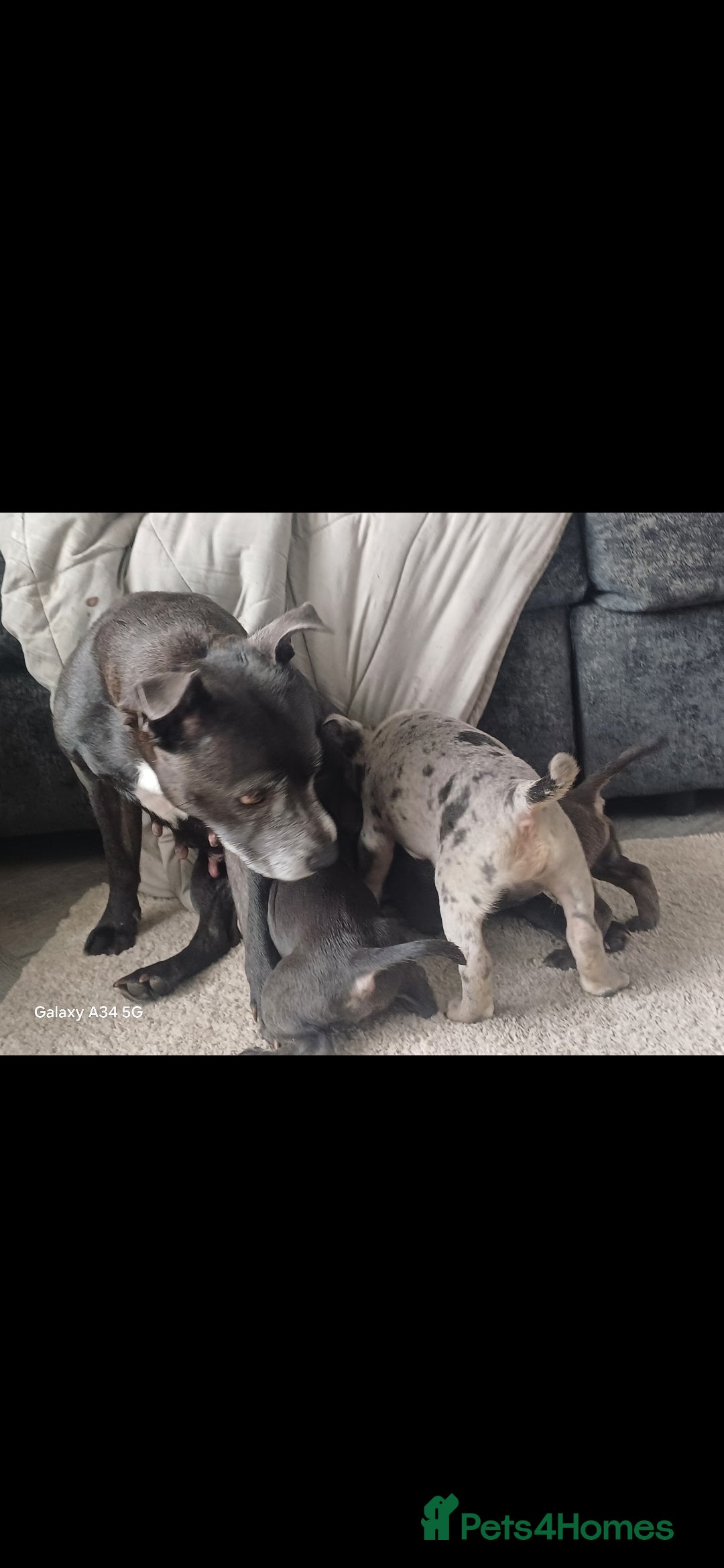 Mixed Breed dogs for sale: Staffy x fluffy french  - Image 3