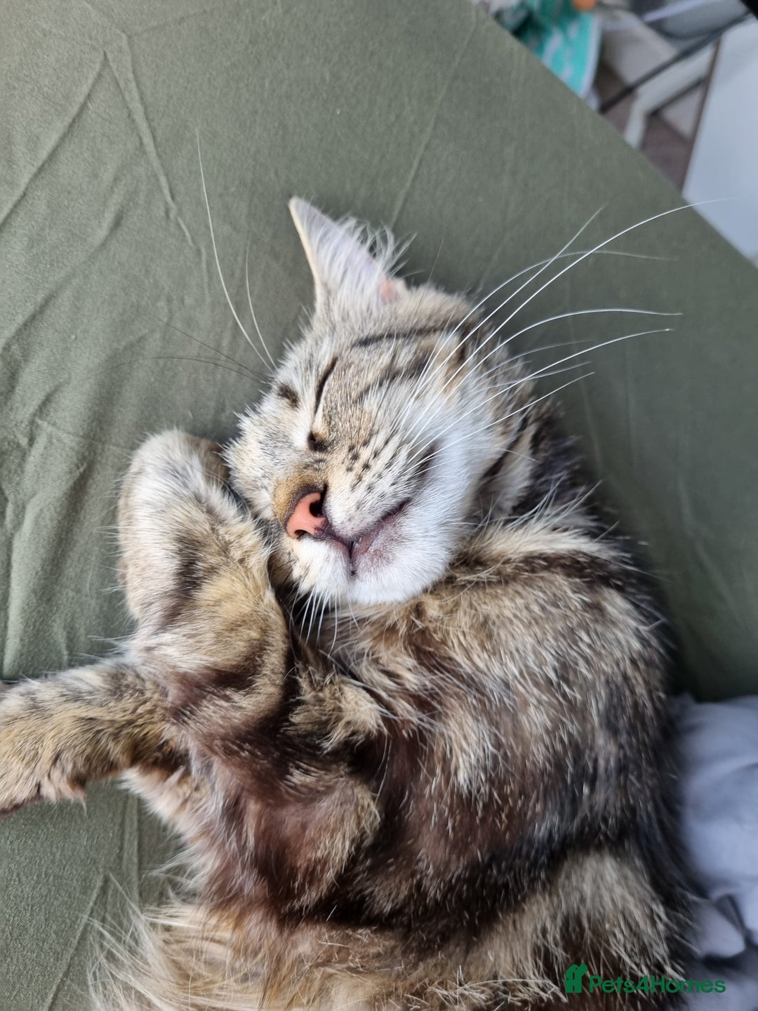 Ragdoll cats for sale: Boy and girl tabby X Ragdoll - Image 12