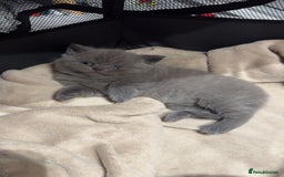 British Shorthair cats for sale: Beautiful Fluffy British Shorthair Kittens  - Image 10