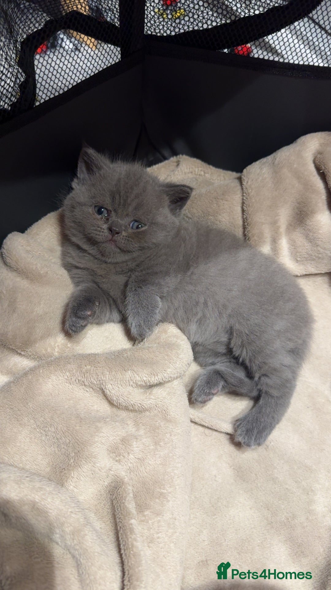 British Shorthair cats for sale: Beautiful Fluffy British Shorthair Kittens  - Image 10