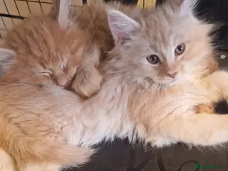 Maine Coon cats Maine Coon kittens - Advert 2