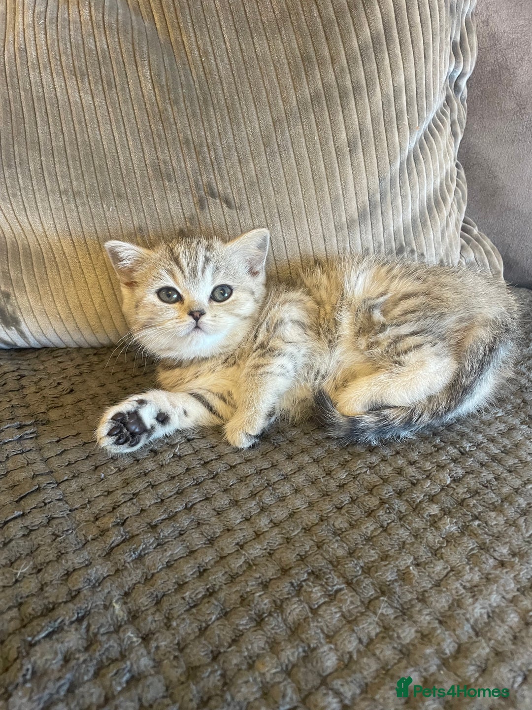 British Shorthair cats for sale: Beautiful GCCF reg female BSH available - Advert 7