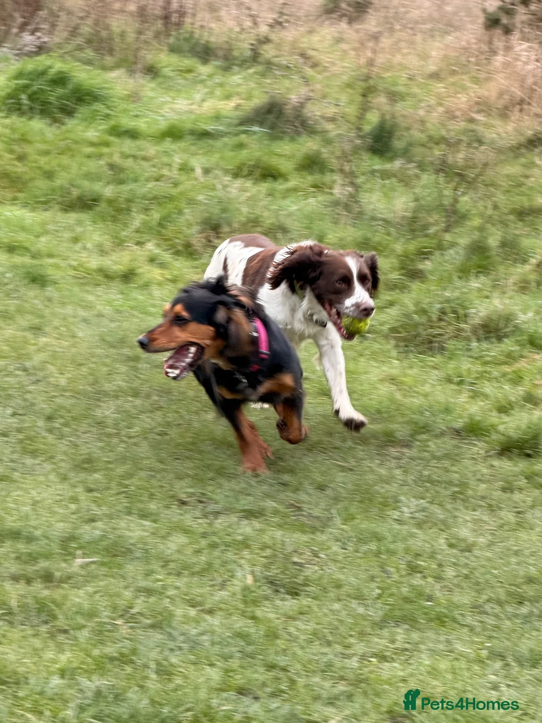 English Springer Spaniel dogs for stud: PROVEN STUD  - Advert 3