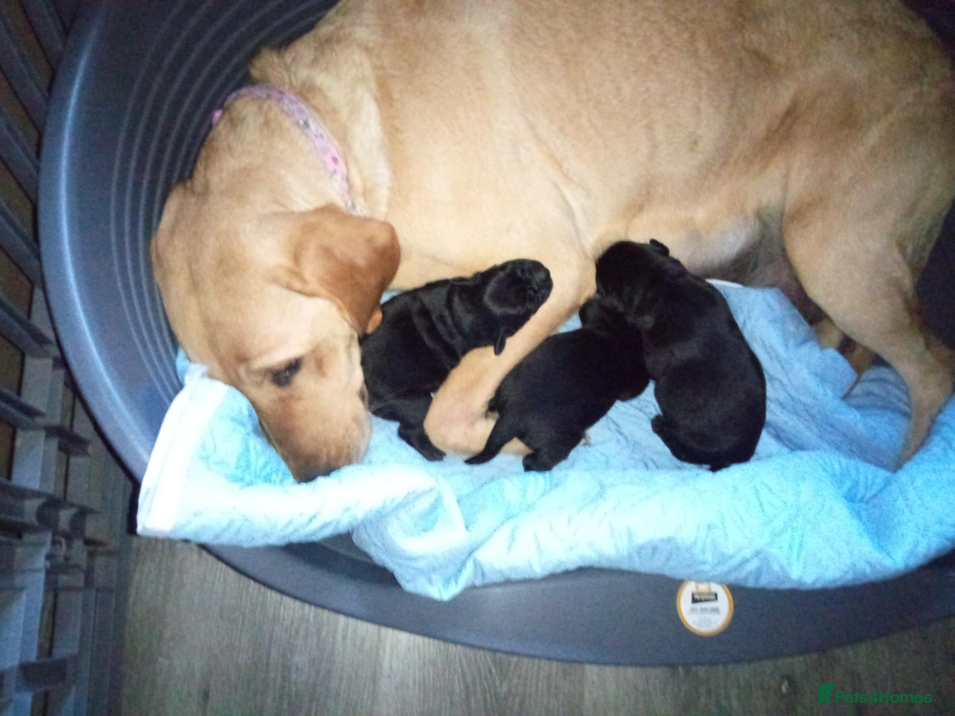Labrador Retriever dogs 3 black Labrador puppys  - Advert 2