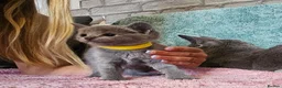 Russian Blue cats for sale: TICA Russian Blue  - Advert 16