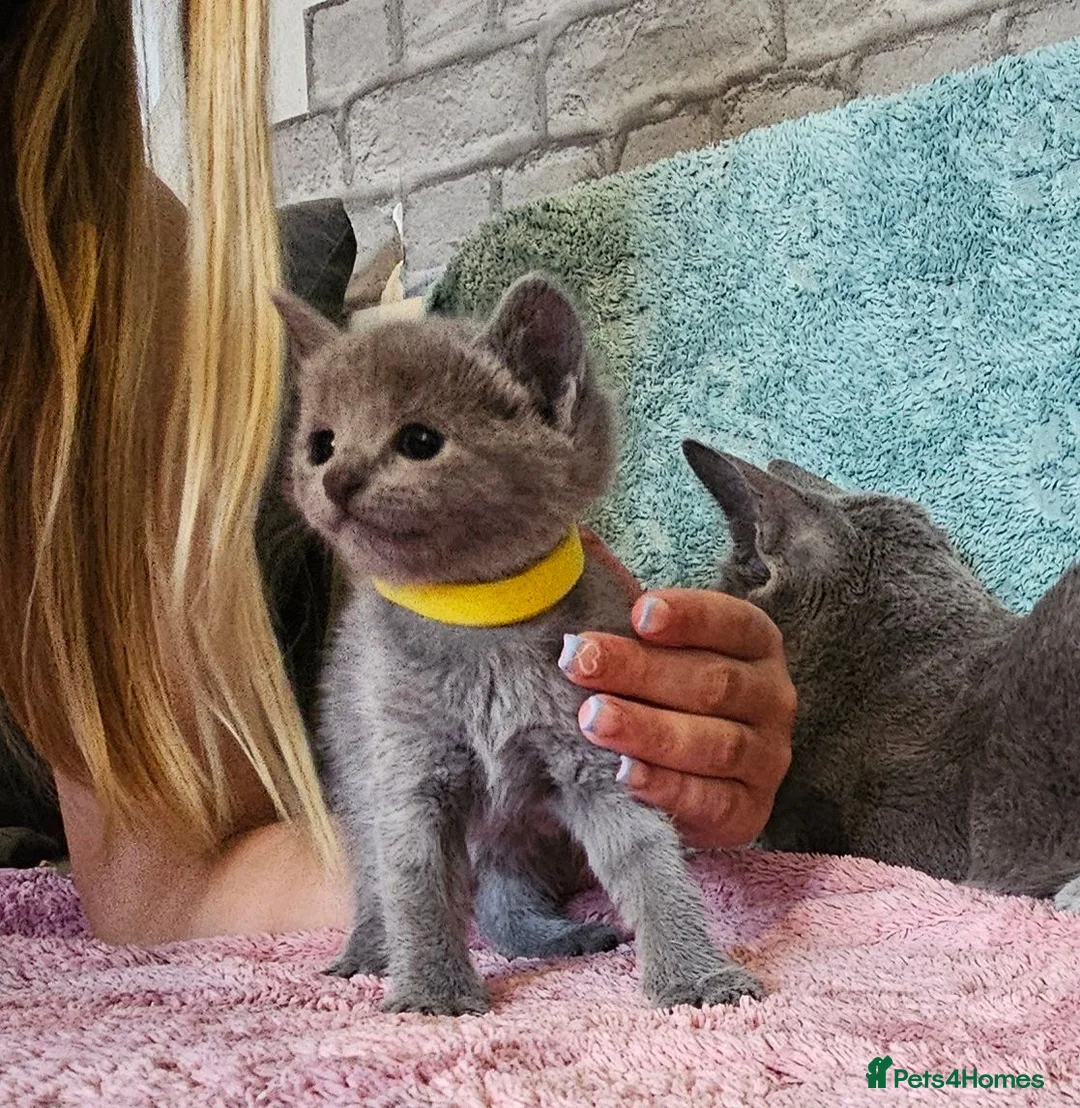 Russian Blue cats for sale: TICA Russian Blue  - Advert 16