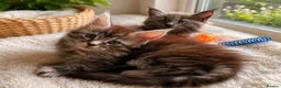 Maine Coon cats for sale: Gorgeous Reg. Maine Coon kittens from HEALTH TESTE - Advert 4