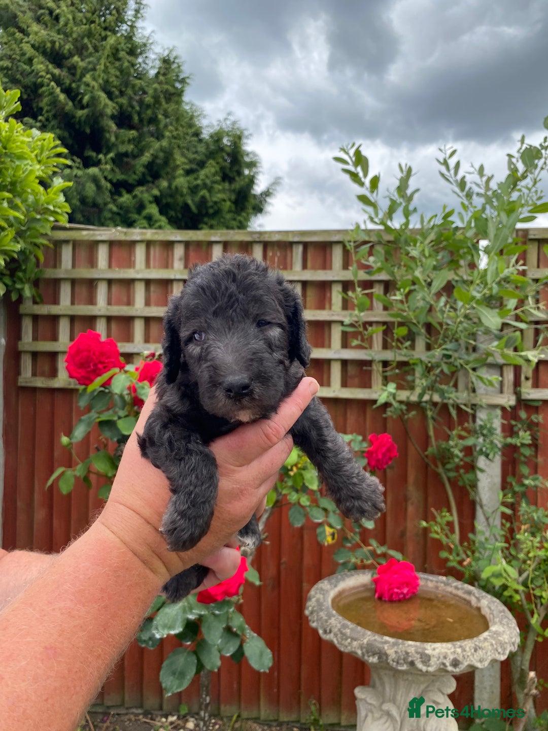 Bedlington Terrier dogs for sale: Bedlington Terrier puppies for sale in Hertford - Image 8
