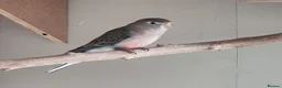 Parakeets birds for sale: Beautiful young Bourkes Parakeets - Advert 5