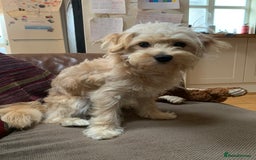 Cavapoochon dogs for stud: 🐾 Stud Available – Meet Eggy the Cavapoochon! 🐾 - Advert 15