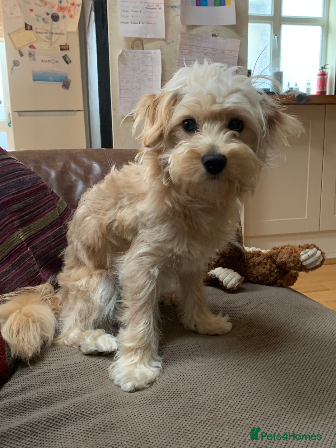 Cavapoochon dogs for stud: 🐾 Stud Available – Meet Eggy the Cavapoochon! 🐾 - Advert 15