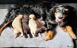 Cocker Spaniel dogs for sale: Cocker Spaniel  - Image 2