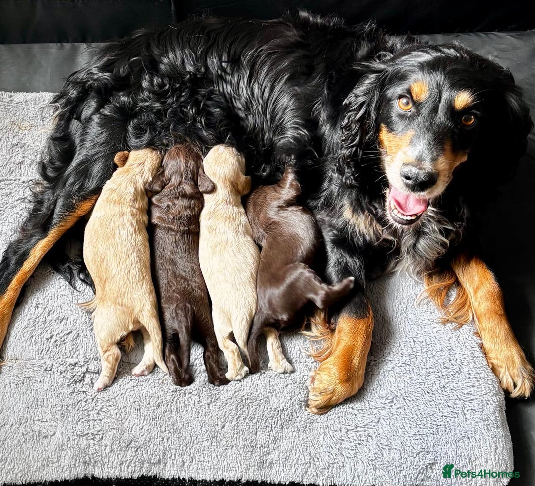 Cocker Spaniel dogs for sale: Cocker Spaniel  - Image 2