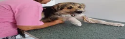 Mixed Breed dogs for adoption: BEN's Journey to Safety - Advert 7