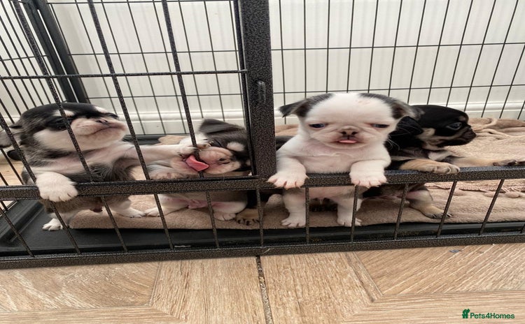 Pug dogs Puppy pugs! - Advert 1