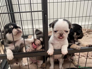 Pug dogs Puppy pugs! - Advert 1