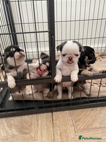 Pug dogs Puppy pugs! - Advert 1