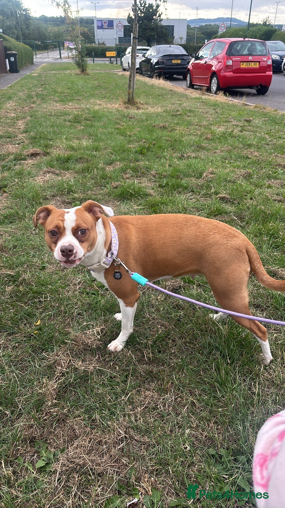 Mixed Breed dogs Staffy cross/ collie bull greyhound  - Advert 1