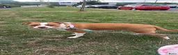 Mixed Breed dogs for sale: Staffy cross/ collie bull greyhound  in Saltburn-by-the-Sea - Advert 1