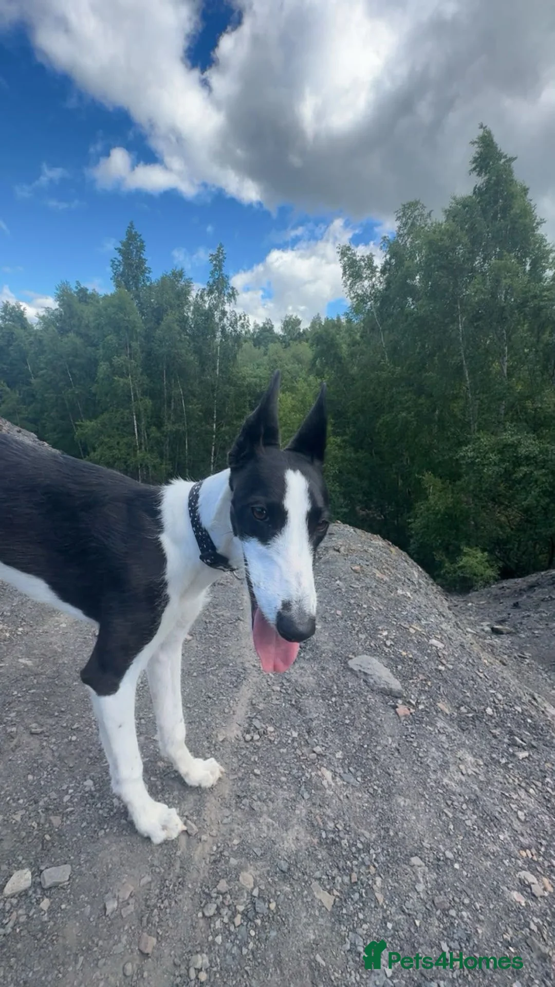 Mixed Breed dogs for sale: Whippet/Lurcher in Tranent - Advert 2