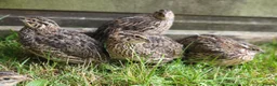 Quail poultry for sale: 12 Quail Hatching eggs  - Advert 3