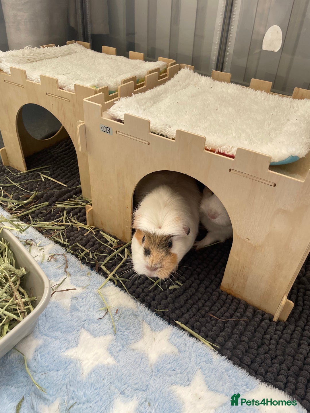Guinea Pig rodents for sale: Two beautiful & very friendly female Guinea Pigs - Image 4