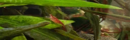 Shrimps fish for sale: Red cherry shrimps 1 pound each collection only  - Advert 1