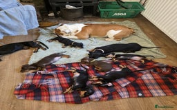 Miniature Dachshund dogs for sale: Mini dachshund boy and girl  - Image 9