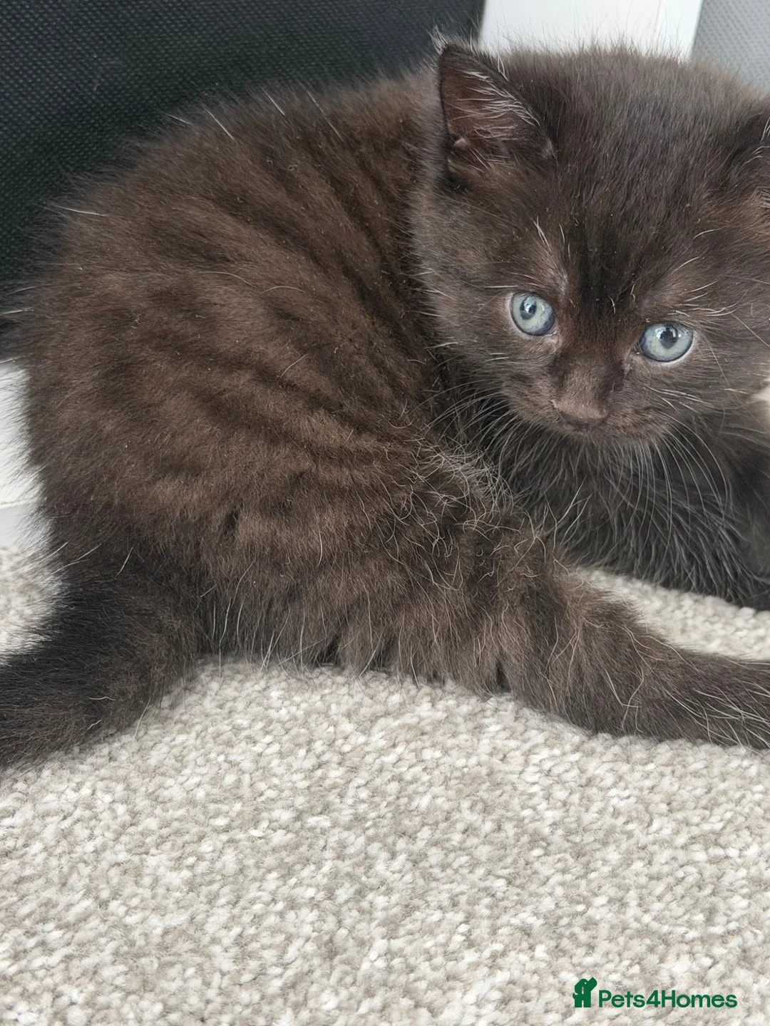 British Longhair cats for sale: Storm and niggle in Eastbourne - Advert 10