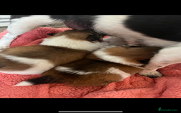 Mixed Breed dogs for sale: Jack Russel cross Pomeranian  - Image 3