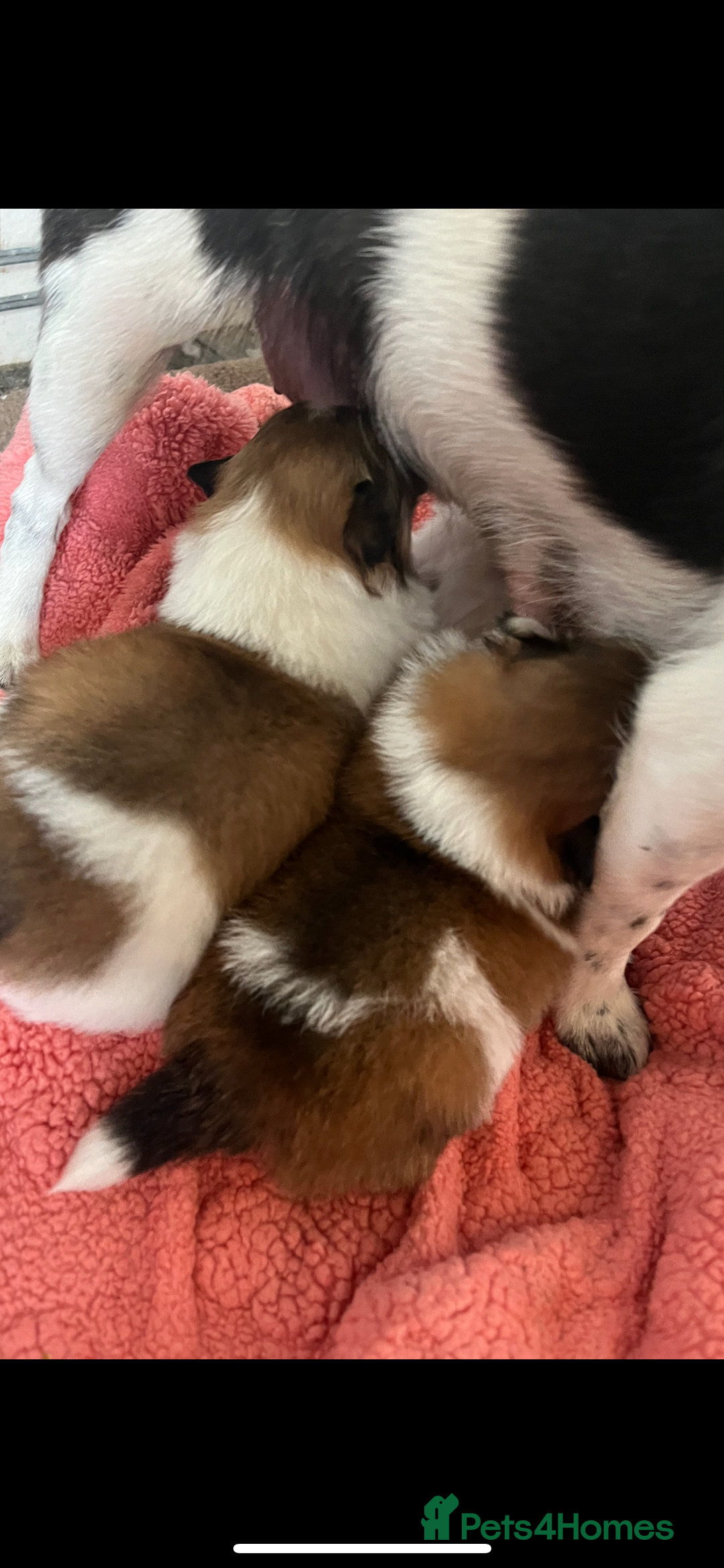 Mixed Breed dogs for sale: Jack Russel cross Pomeranian  - Image 3