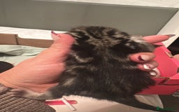 Mixed Breed cats for sale: Kittens for sale - Advert 7