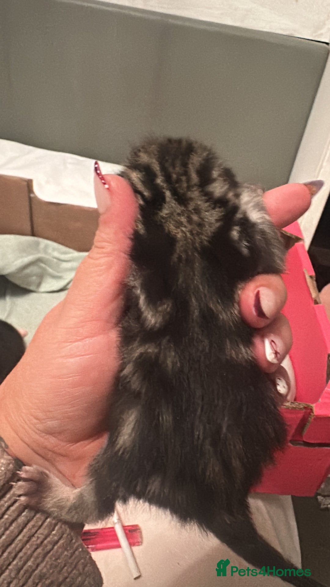 Mixed Breed cats for sale: Kittens for sale - Advert 7