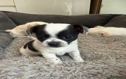 Chihuahua dogs for sale: 4 adorable chihuahua puppies  - Image 4