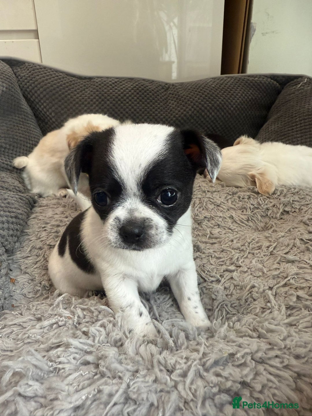 Chihuahua dogs for sale: 4 adorable chihuahua puppies  - Image 4